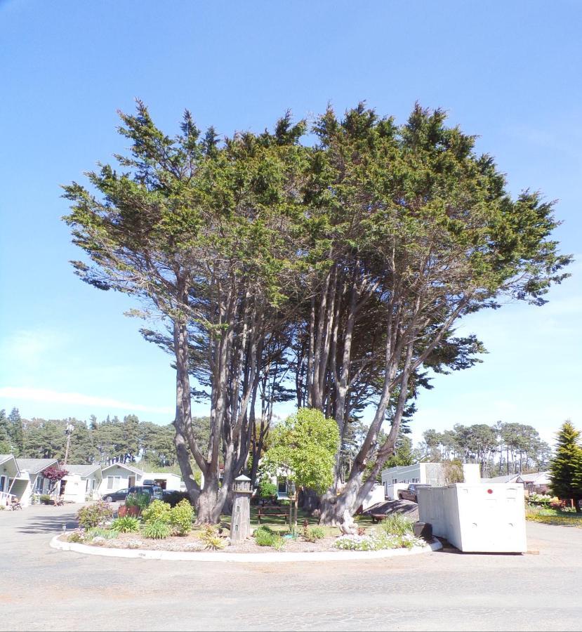 Shoreline Fort Bragg